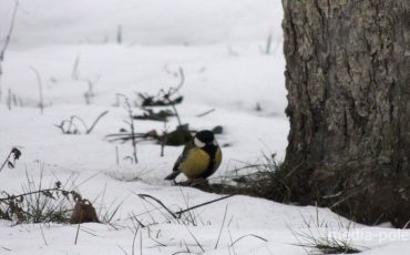 Снимок носит иллюстративный характер / Фото из архива Медиа-Полесья