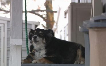 Собака Лулу получила в наследство пять миллионов долларов / фото WTVF