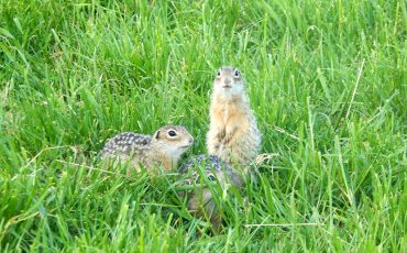Суслята. Фото Александра Винчевского