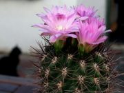 Фото pixabay.com