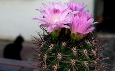 Фото pixabay.com