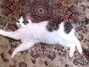 Фото использовано в качестве иллюстрации/ Фото: vk.com/zaschita_zhivotnyh