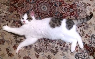 Фото использовано в качестве иллюстрации/ Фото: vk.com/zaschita_zhivotnyh