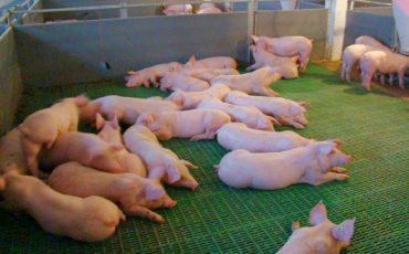 Фото использовано в качестве иллюстрации, dachadesign.ru