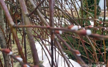 В Лунинце распустилась верба