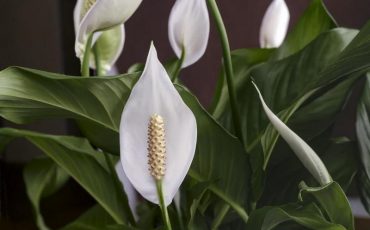 Фото с сайта sadovnikam.ru