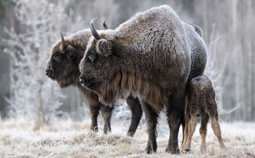 Снимок носит иллюстративный характер / Фото: bp21.org.by