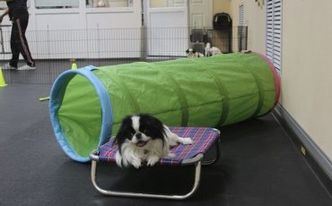 Фото использовано в качестве иллюстрации/ vk.com/daydogcare