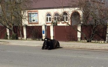 Фото группы «Zellо «Пинск ГАИ»