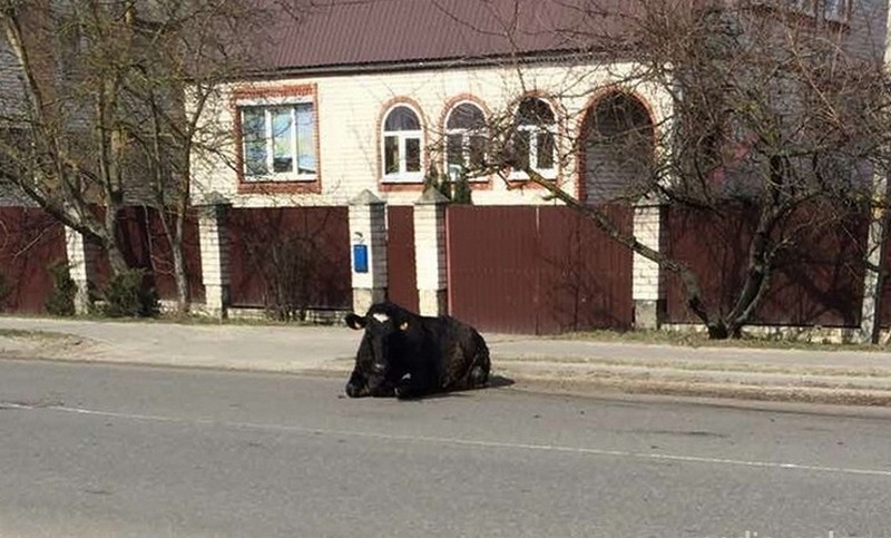 Фото группы «Zellо «Пинск ГАИ»