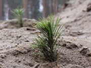 Фото Пинского погранотряда