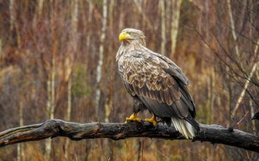 Фото использовано в качестве иллюстрации, npc.krasniybor.by