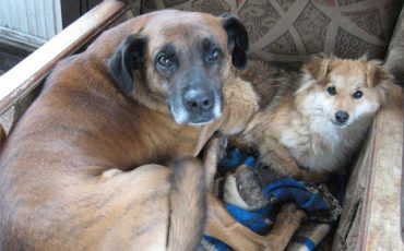 Фото использовано в качестве иллюстрации/ Фото: dogs-likely-hart.ru