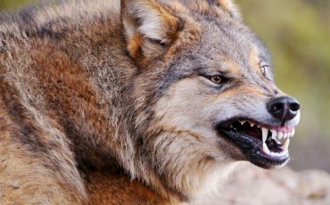 Фото использовано в качестве иллюстрации, с сайта lookw.ru