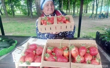 Светлана Майсакова из Бродницы предлагает первый в нынешнем сезоне сбор из обычной деревянной теплицы для овощей