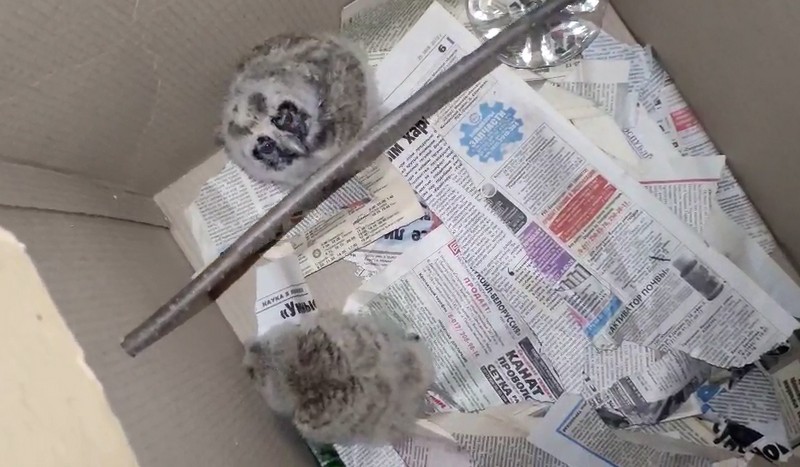 Фото из группы Музей Белорусского Полесья в Инстаграме