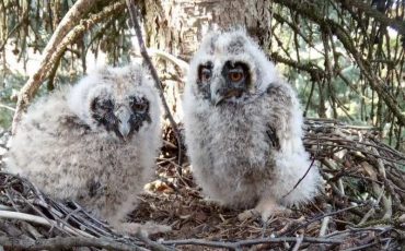 Фото из группы Музей Белорусского Полесья в Инстаграме