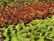 Фото: nc.bujkh.by