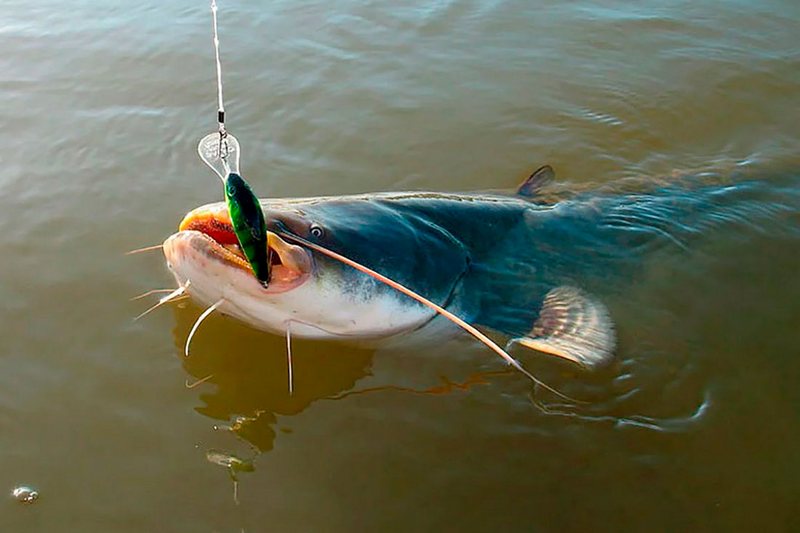 Фото использовано в качестве иллюстрации, fishingday.org