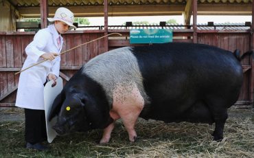 Фото использовано в качестве иллюстрации, yesofcorsa.com