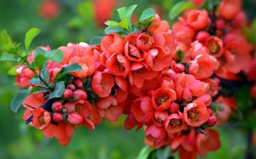 Фото использовано в качестве иллюстрации / Фото: mynadache.ru