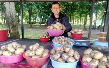 Алексей Невдах из Бродницы и его картошка большая и маленькая