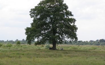 Фото использовано в качестве иллюстрации, foto-planeta.com