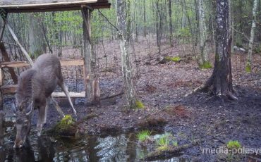 Фото предоставлены Столинским лесхозом