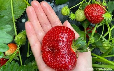 Фото использовано в качестве иллюстрации, из архива МП