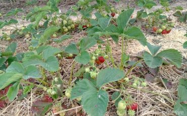 Клубничные плантации в понедельник 7 июня в открытом грунте.