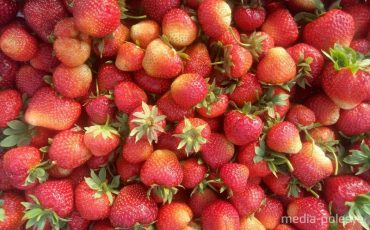 Эту клубнику купили по 3 рубля за кило