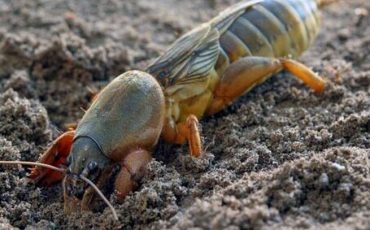Медведка / Фото: aquarium-fish-home.ru