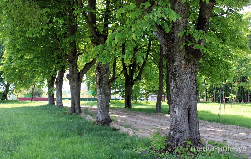 Липовая аллея в Нижне-Теребежовском парке