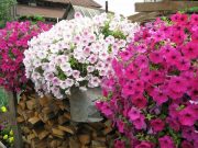 Фото иллюстрационное, domashniecvety.ru