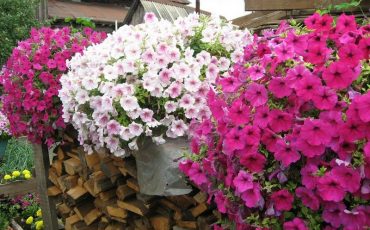 Фото иллюстрационное, domashniecvety.ru