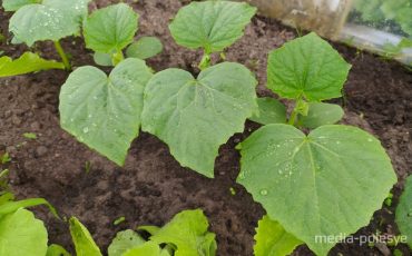 Фото из архива МП