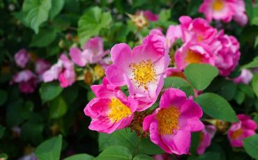 Фото: flo.discus-club.ru