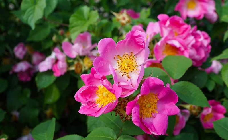 Фото: flo.discus-club.ru