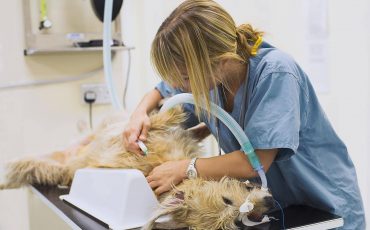 Фото использовано в качестве иллюстрации, veterinarspb.com