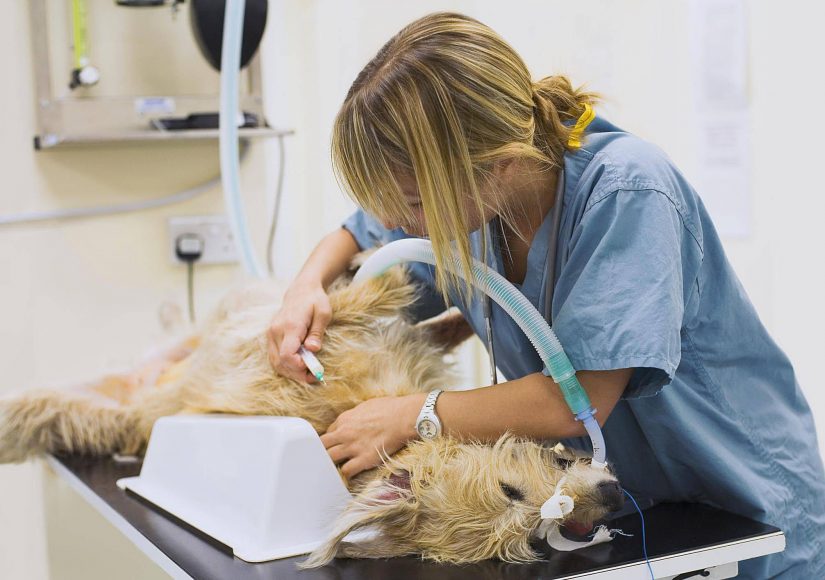 Фото использовано в качестве иллюстрации, veterinarspb.com