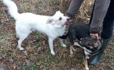 Белоснежный пёс Ларик, который очень любит детей