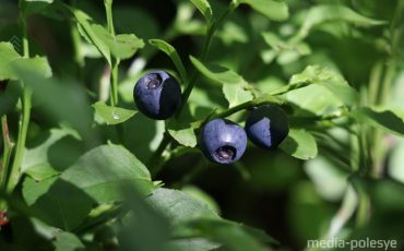 Снимок носит иллюстративный характер / Фото из архива Медиа-Полесья