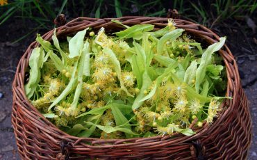 Липовый цвет 4 июля наделен целебной силой / Фото: stroy-podskazka.ru