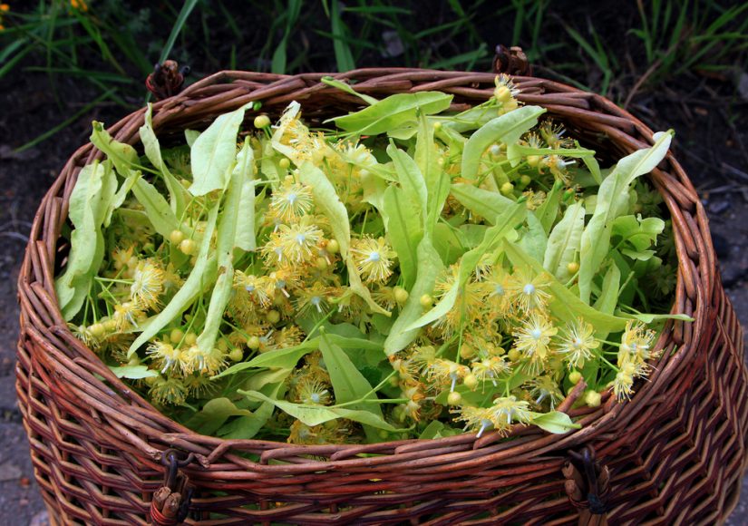 Липовый цвет 4 июля наделен целебной силой / Фото: stroy-podskazka.ru