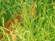 Молодая рысь «ходила в разведку» в Ласицк, посмотрите, как она выглядела. Фото предоставлено Пинским райисполкомом