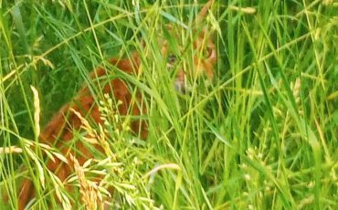 Молодая рысь «ходила в разведку» в Ласицк, посмотрите, как она выглядела. Фото предоставлено Пинским райисполкомом