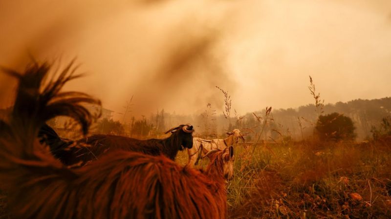 Огонь уничтожил более 20 жилых домов и фермы. Животные после эвакуации хозяев порой остаются в зоне пожара. По словам представителя администрации президента Турции Реджепа Эрдогана, в пламени погибло 150 коров и тысячи голов мелкого рогатого скота. Фото Anadolu Agency