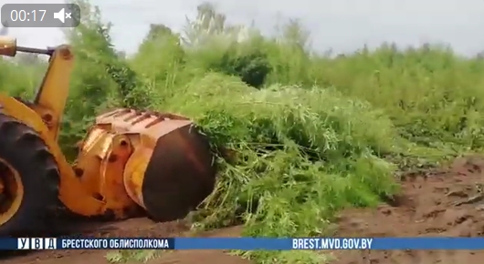 Скриншот видео МВД