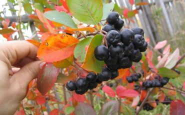 Фото использовано в качестве иллюстрации, с сайта photosight.ru