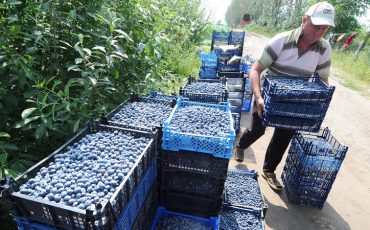 Фото использовано в качестве иллюстрации, fermer1.by